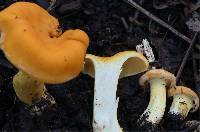 Cantharellus lateritius image