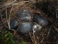 Hygrophorus marzuolus image