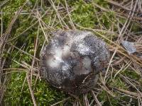 Hygrophorus marzuolus image