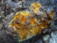 Hypomyces aurantius image