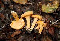 Cantharellus lateritius image