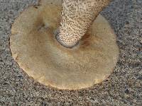 Leccinum versipelle image