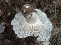 Hygrophorus marzuolus image