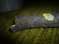 Eutypella stellulata image