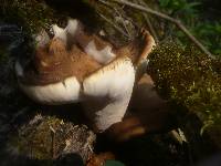 Royoporus badius image