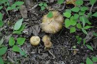 Cortinarius distans image