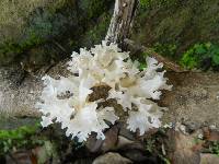 Tremella fuciformis image