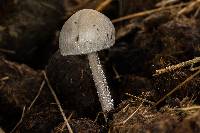 Panaeolus antillarum image