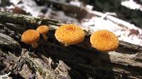 Pholiota granulosa image