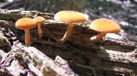 Pholiota granulosa image