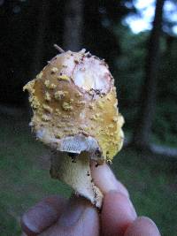 Amanita flavorubens image