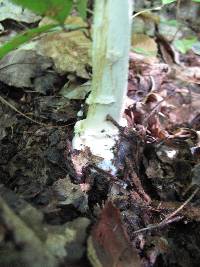 Amanita velatipes image