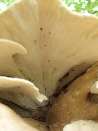 Bondarzewia berkeleyi image
