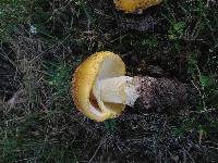 Amanita flavorubens image