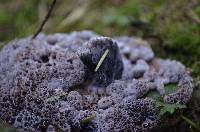 Hydnellum cyanopodium image