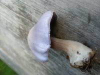 Cortinarius alboviolaceus image