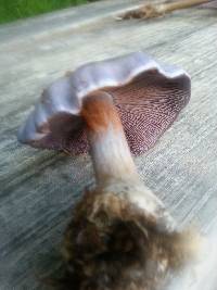 Cortinarius alboviolaceus image