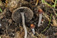 Panaeolus cinctulus image