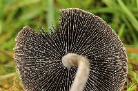 Panaeolus cinctulus image