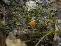 Conocybe ochrostriata image