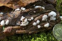 Ceratiomyxa fruticulosa var. fruticulosa image