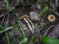 Conocybe vestita image