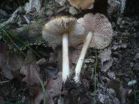 Pluteus phlebophorus image