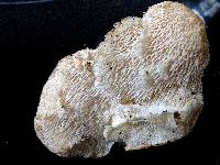 Hericium cirrhatum image