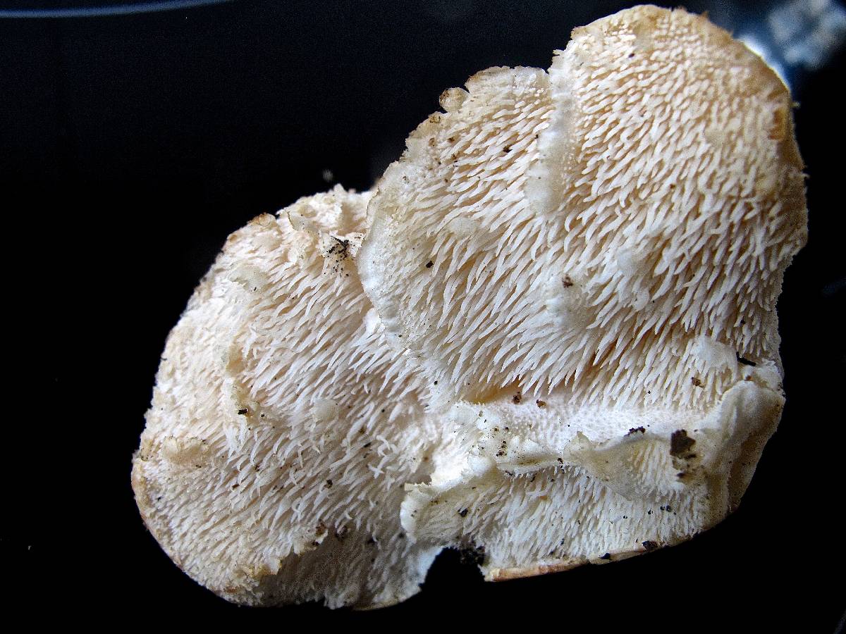 Hericium cirrhatum image