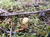 Cantharellus enelensis image