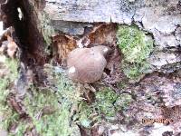 Megacollybia rodmanii image