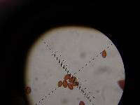 Conocybe apala image