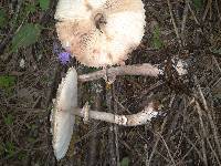 Chlorophyllum rachodes image