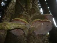 Phellinus hartigii image