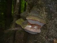 Phellinus hartigii image