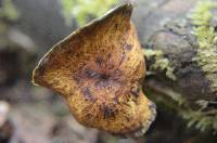 Polyporus leptocephalus image
