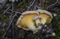 Cantharellus roseocanus image