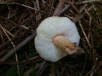 Gyroporus subalbellus image