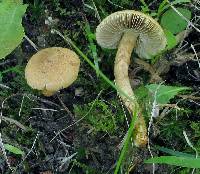 Inocybe unicolor image