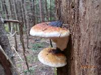 Fomitopsis mounceae image