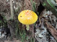 Amanita frostiana image