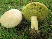 Boletus pallidus image