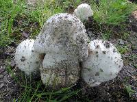 Amanita rubescens var. rubescens image