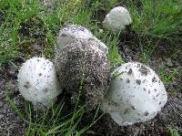 Amanita rubescens var. rubescens image