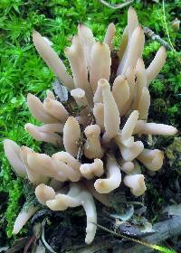 Clavaria rubicundula image