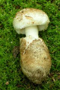 Amanita peckiana image