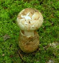 Amanita peckiana image