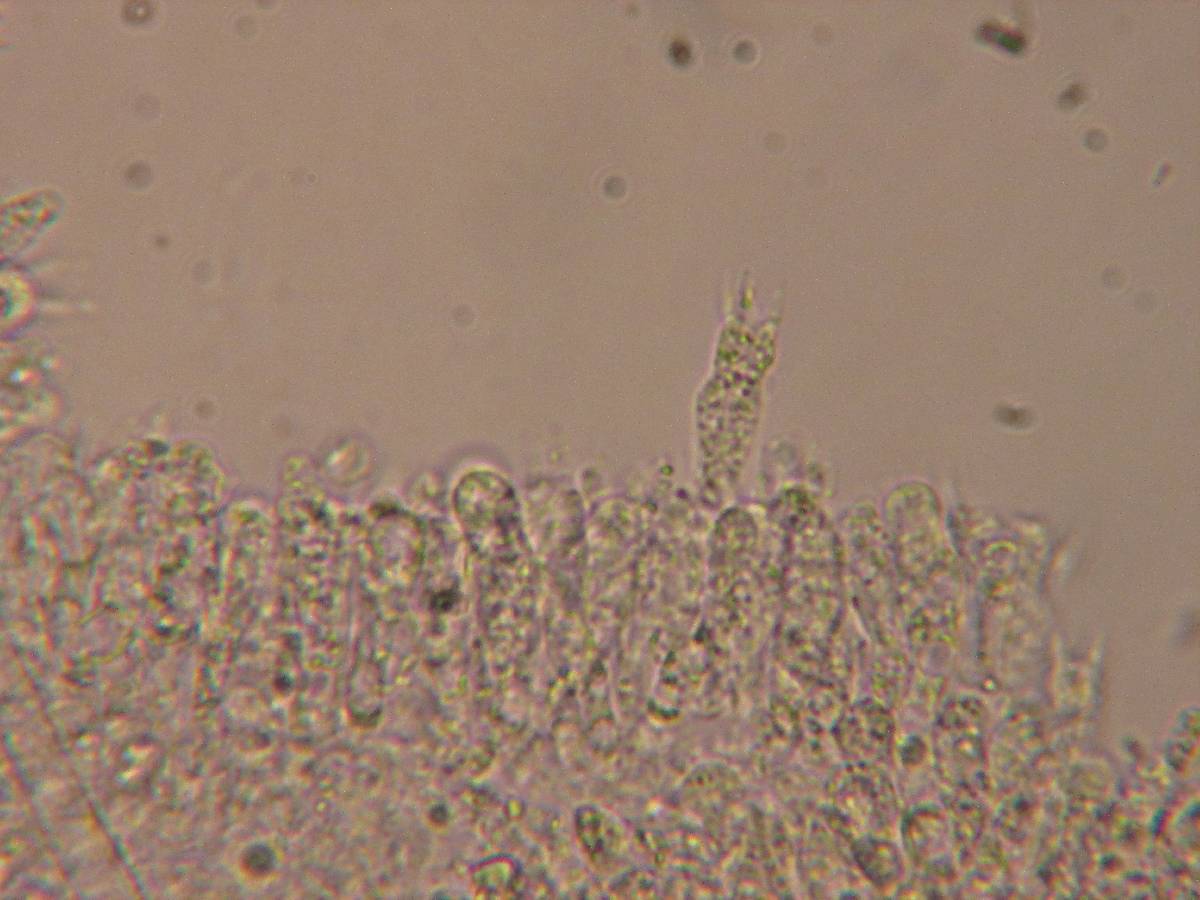 Mycena insignis image