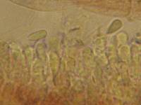 Mycena insignis image