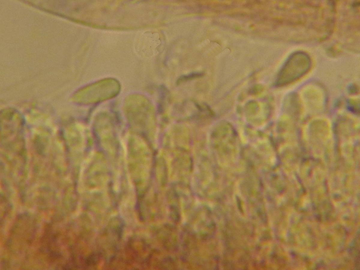 Mycena insignis image